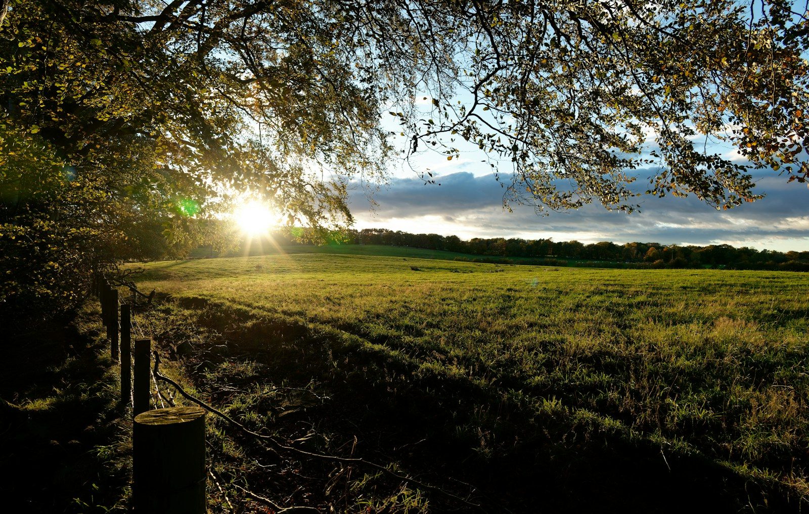 Sunlight streams across a grassy field at dawn